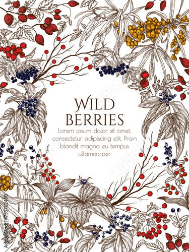 Vector illustration of wild berries in engraving style. Cornus sanguinea, sea buckthorn, rose hips, ligustrum, hawthorn, elderberry, paris quadrifolia, lily of the valley berries