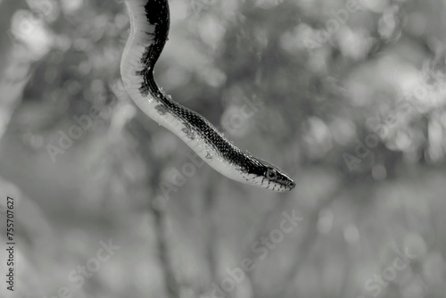 snake on a tree © Xuan