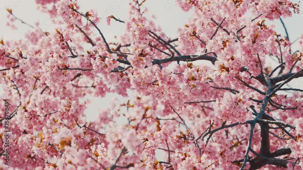 春の満開の夜桜 花見 春の満開の夜桜 花見