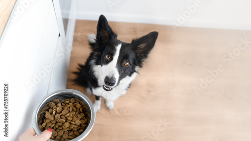 Photography A hungry black and white bored collie sits and waiting for him to eat