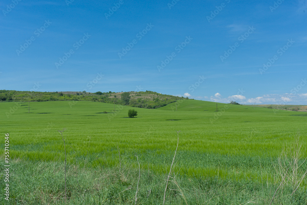 Green fields and steppes under a clear blue sky on a sunny day