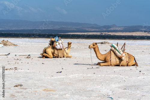 Djibouti,  at the salt lake Assal salt is transported after harvest by dromadaries. photo