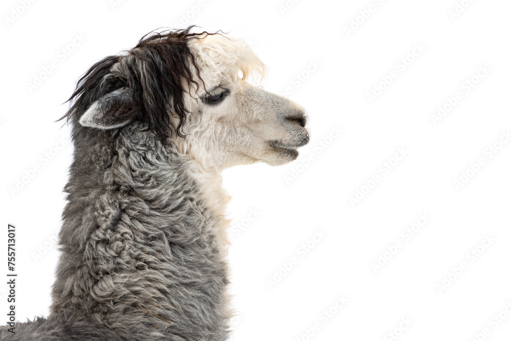 Fototapeta premium The alpaca (Lama pacos) species of South American camelid mammal isolated