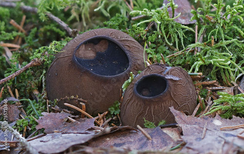 Sarcosoma globosum, or witches cauldron, worldwide rare, endangered species of mushroom. photo