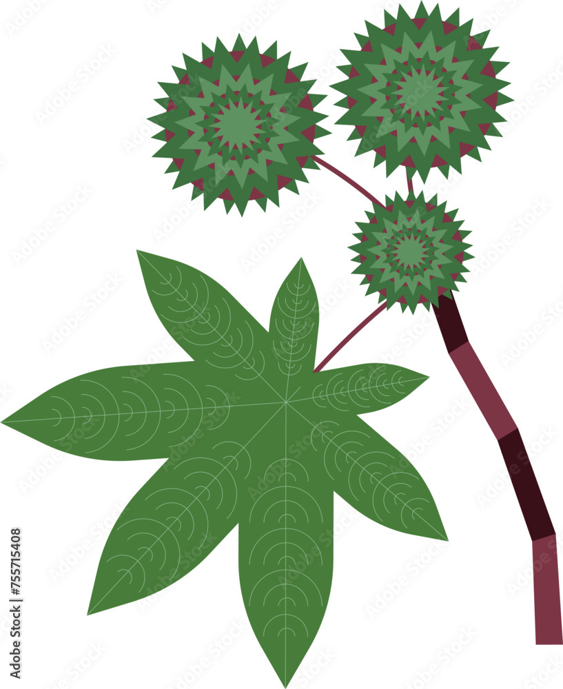 Castor Ricinus communis oil plant Castor Ricinus communis oil plant