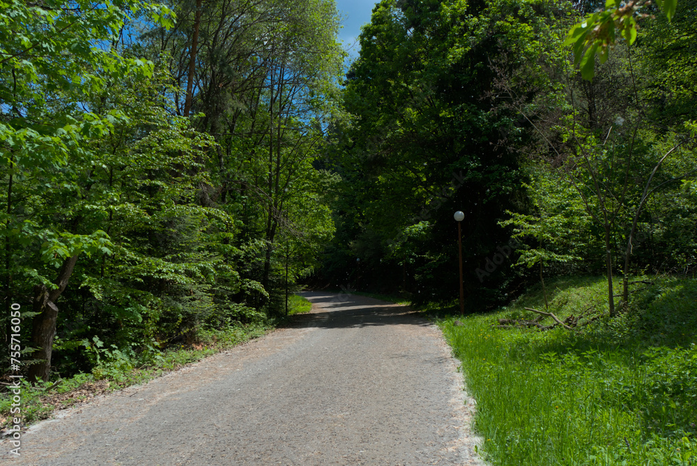A paved road leading into a lush green forest.