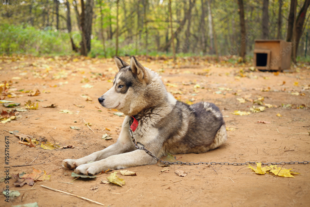 Husky dog with chain lies near wooden kennel in autumn yellow park Husky dog with chain lies near wooden kennel in autumn yellow park