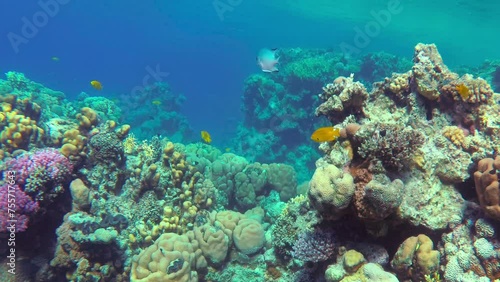 Wallpaper Mural amazing coral reef, colorful fish Torontodigital.ca