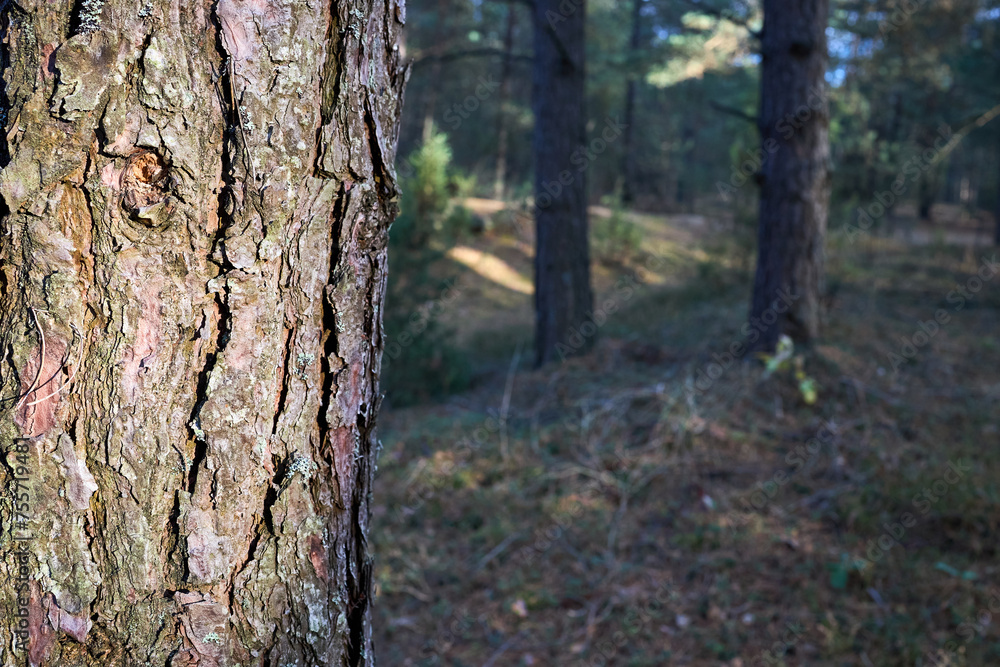 Pine bark of old pine tree sun lighted close up over out of focus pine forest background with copyspace. Pine or Pinus of family Pinaceae. Pine bark of old pine tree sun lighted close up over out of focus pine forest background with copyspace. Pine or Pinus of family Pinaceae.