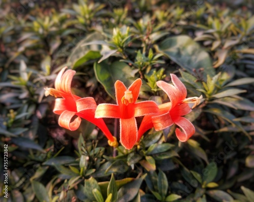 Image of three flowers of Pyrostegia venusta also known as golden shower climber centred in the frame with leafy background at the time of it's flowering during sping in India. photo