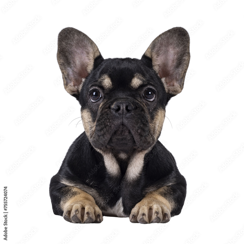 Cute black with brown french Bulldog dog puppy, laying down facing front. Looking towards camera. Isolated cutout on a transparent background.