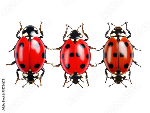 ladybug collection set isolated on transparent background, transparency image, removed background