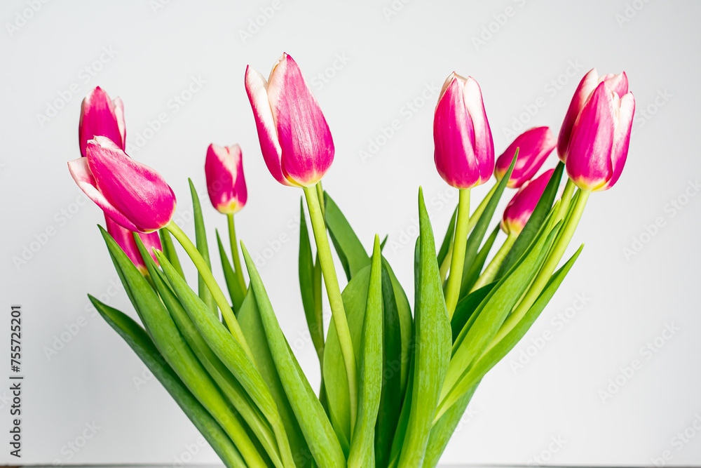Pink tulips in vase on white background