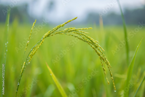 Close-up to rice seeds in ear of paddy in the morning . Paddy rice. 