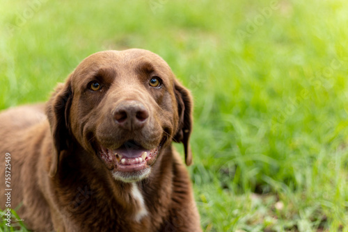 Happy brown labrador on a sunny daydoggy