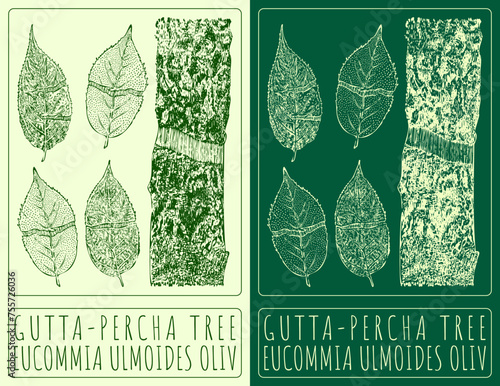 Vector drawing GUTTA-PERCHA TREE. Hand drawn illustration. The Latin name is EUCOMMIA ULMOIDES OLIV