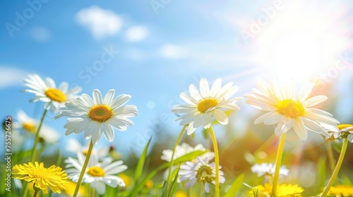 Tranquil spring meadow with white and pink daisies and golden dandelions under sunny sky.