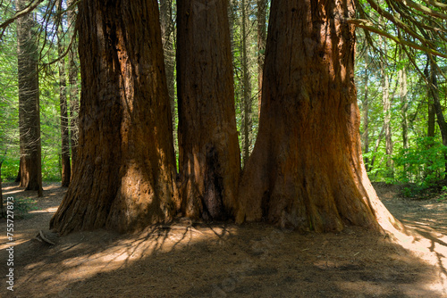 Century-old giant sequoias alongside a young sequoia forest. The majestic beauty of nature captured in a forest scene.