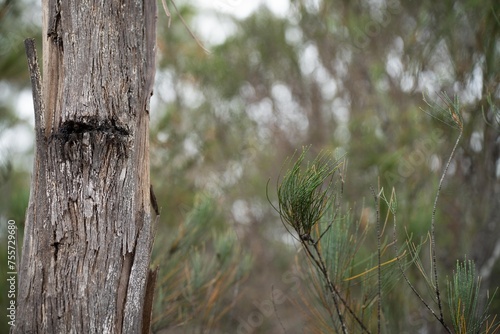 Fototapeta beautiful gum Trees and shrubs in the Australian bush forest