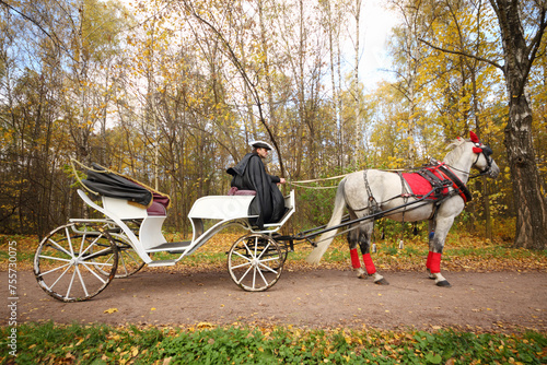 Coachman sits in coach with horse and holds reins in autumn forest photo