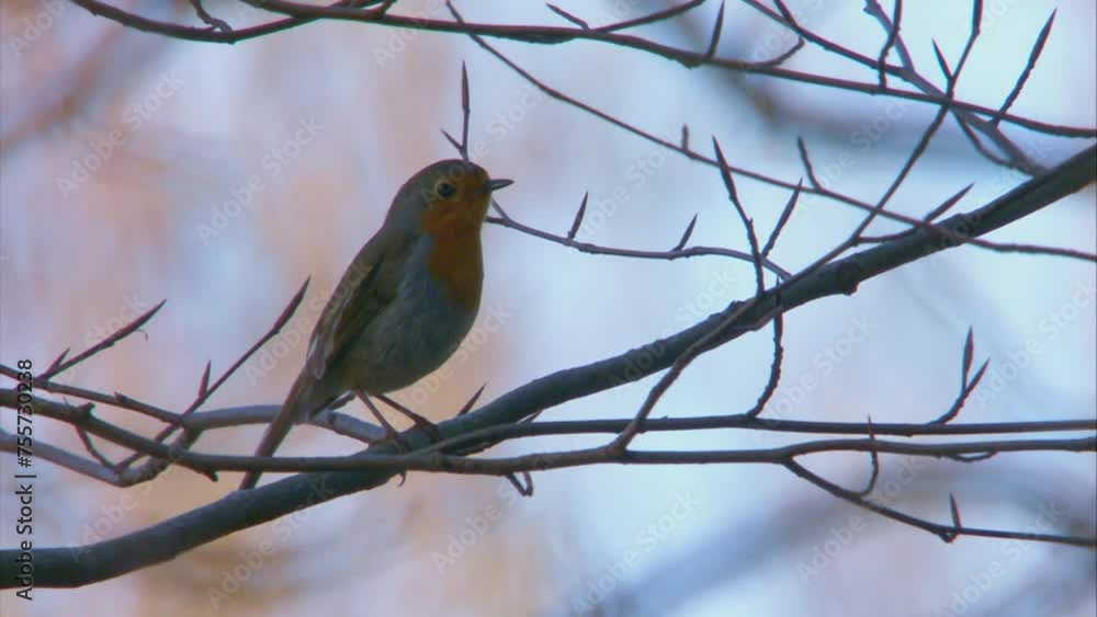 robin singing in a tree in springtime robin singing in a tree in springtime