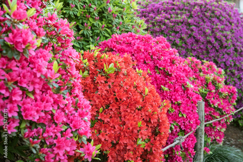 カラフルなツツジが満開の日本庭園　Multi-colored azalea bushes in Japanese garden