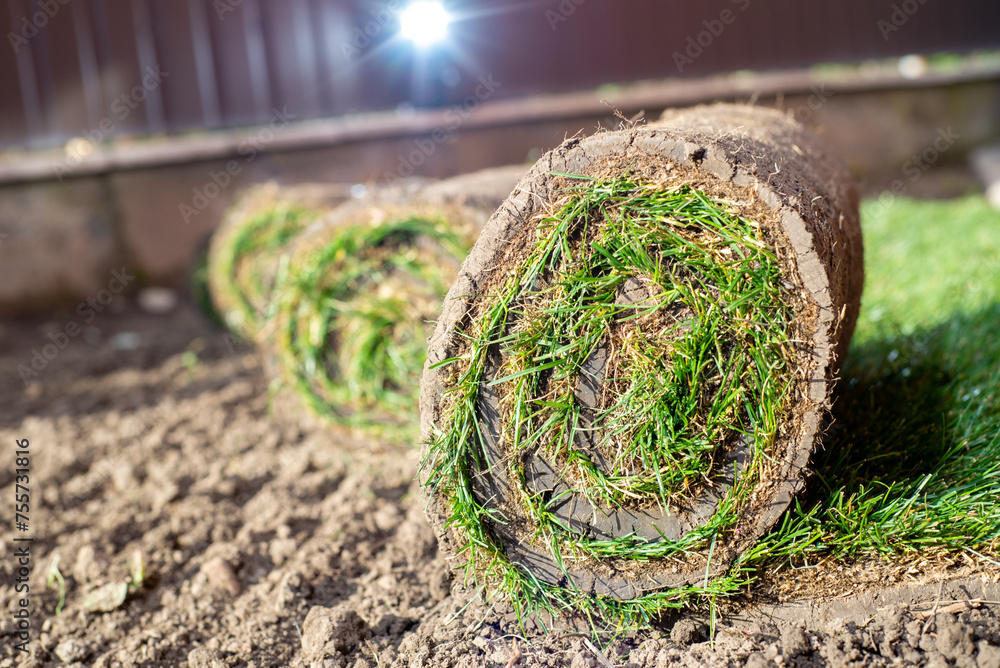 Roll of fresh sod grass planted on a newly landscaped lawn - obrazy, fototapety, plakaty 