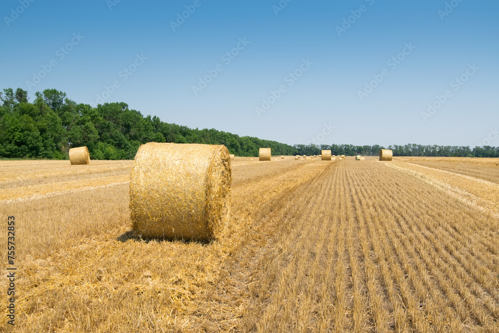 Bright field after harvesting with stacks of collected wheat and blue sky