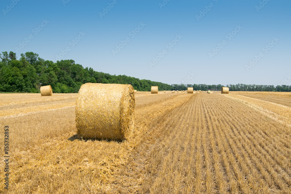 Bright field after harvesting with stacks of collected wheat and blue sky Bright field after harvesting with stacks of collected wheat and blue sky