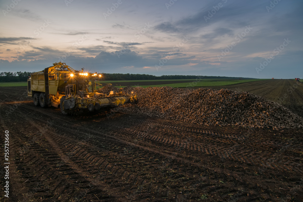 Fototapeta premium Machine with illumination for loading of sugar beet are on field in summer evening