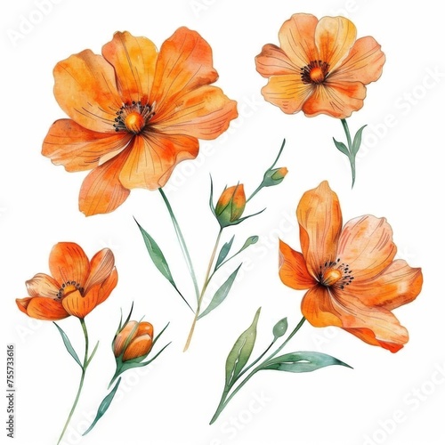 KS Set of watercolor orange flowers on a whitebackground