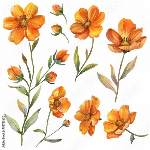 KS Set of watercolor orange flowers on a whitebackground