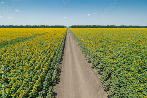 Fototapeta Naklejka Na Ścianę i Meble -  Large field of yellow sunflowers, road and sky on bright sunny summer day