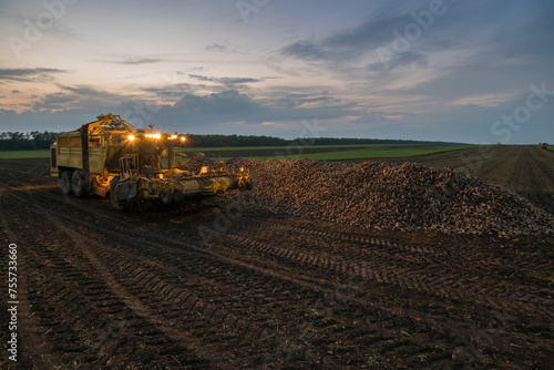 Machine with illumination for loading of sugar beet are on field in summer evening