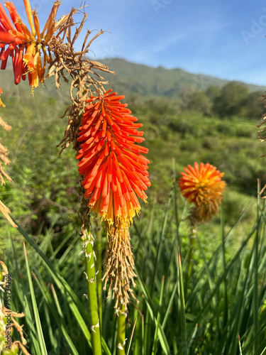 Orange and Yellow Kniphofia uvaria Flowers Amidst Mountain Landscape photo