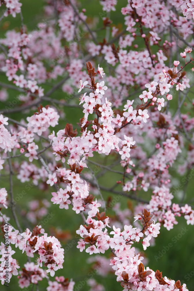 Branches of ornamental Pissardi plum blossoming with pink flowers, spring floral background.