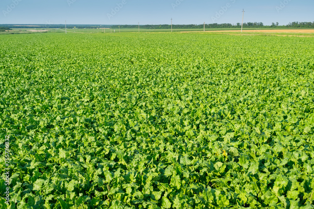 Bright green sugar beet field before crop harvesting at sunny summer day Bright green sugar beet field before crop harvesting at sunny summer day