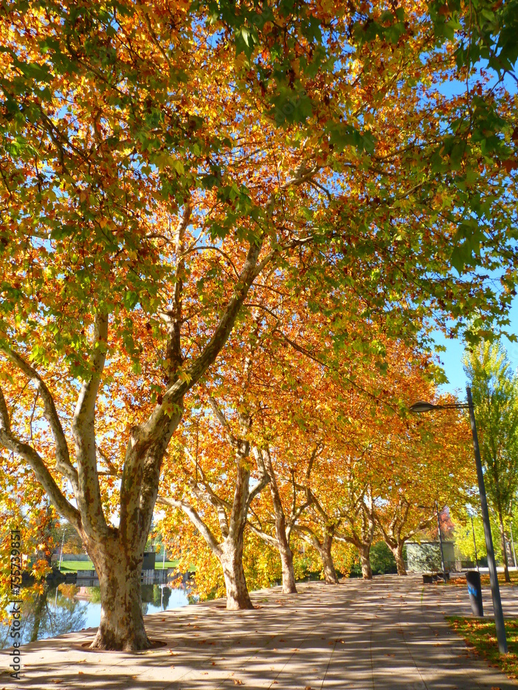 Rangée d'arbres aux couleurs rougeoyantes d'automne