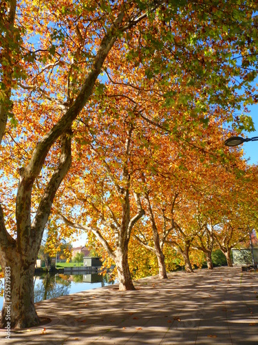 Rang  e d arbres aux couleurs rougeoyantes d automne