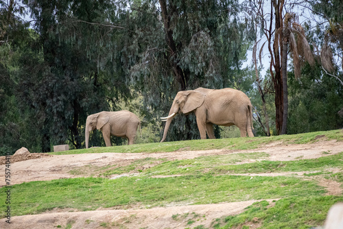 Photography elephants in the zoo