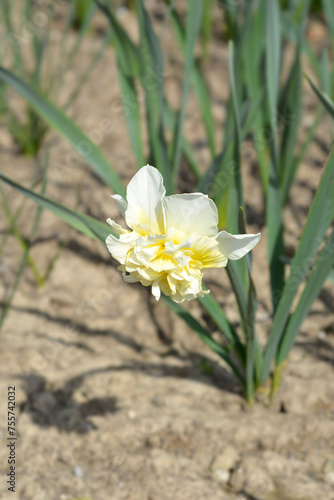 Daffodil Obdam flower photo