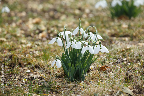 Blooming snowdrops in a forest or park, the first spring flowers.