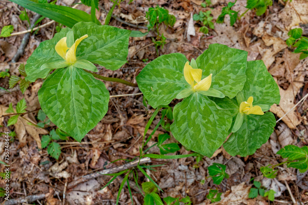Trio of yellow trillium's Trio of yellow trillium's