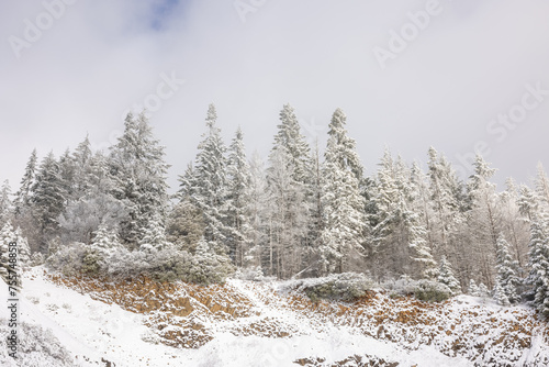 Wallpaper Mural A snowy hillside with a forest of trees covered in snow Torontodigital.ca
