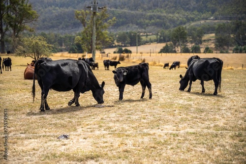 beautiful cattle in Australia  eating grass  grazing on pasture. Herd of cows free range beef being regenerative raised on an agricultural farm.