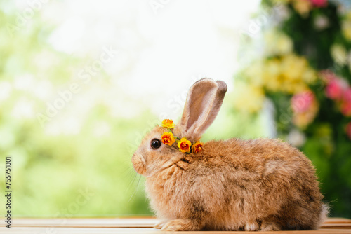 cute animal pet rabbit or b...