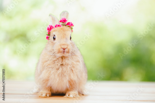 cute animal pet rabbit or b...