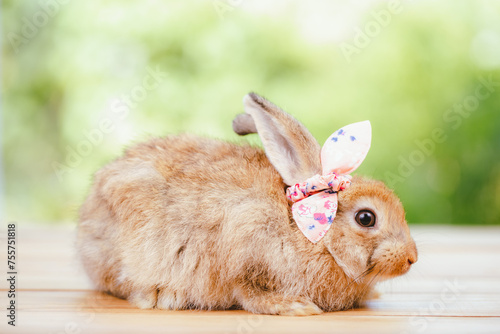 cute animal pet rabbit or b...
