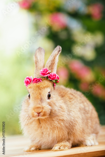 cute animal pet rabbit or b...