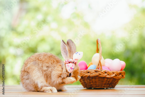 cute animal pet rabbit or b...